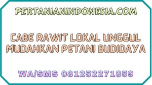 Cabe Rawit Lokal Unggul Mudahkan Petani Cabai Budidaya