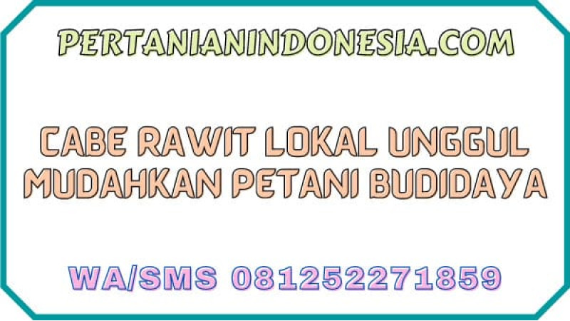 Cabe Rawit Lokal Unggul Mudahkan Petani Cabai Budidaya
