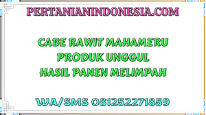 Cabe Rawit Mahameru Produk Unggul Hasil Panen Melimpah