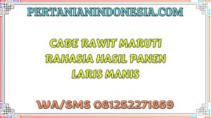 Cabe Rawit Maruti Rahasia Hasil Panen Laris Manis