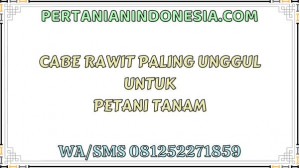 Cabe Rawit Paling Unggul Untuk Petani Tanam