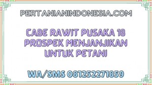 Cabe Rawit Pusaka 18 Prospek Menjanjikan Untuk Petani