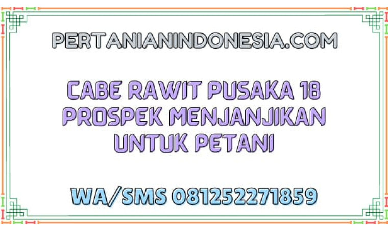 Cabe Rawit Pusaka 18 Prospek Menjanjikan Untuk Petani