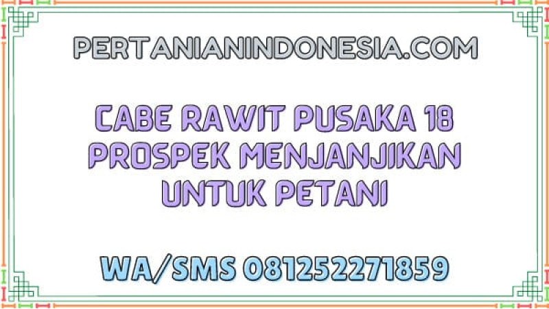 Cabe Rawit Pusaka 18 Prospek Menjanjikan Untuk Petani