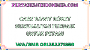 Cabe Rawit Roket Berkualitas Terbaik Untuk Petani