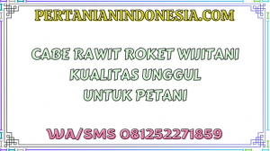 Cabe Rawit Roket Wijitani Kualitas Unggul Untuk Petani