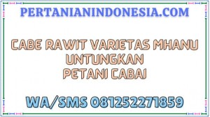 Cabe Rawit Varietas Mhanu Untungkan Petani Cabai