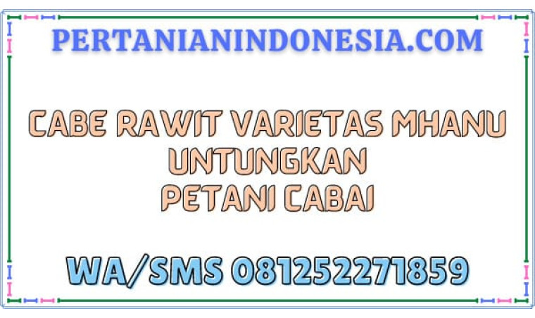 Cabe Rawit Varietas Mhanu Untungkan Petani Cabai