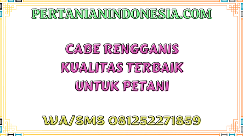 Cabe Rengganis Kualitas Terbaik Untuk Petani