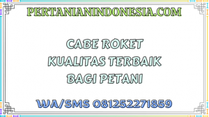 Cabe Roket Kualitas Terbaik Bagi Petani