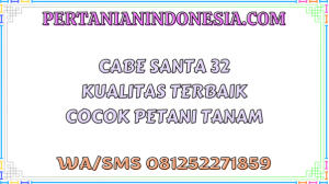 Cabe Santa 32 Kualitas Terbaik Cocok Petani Tanam