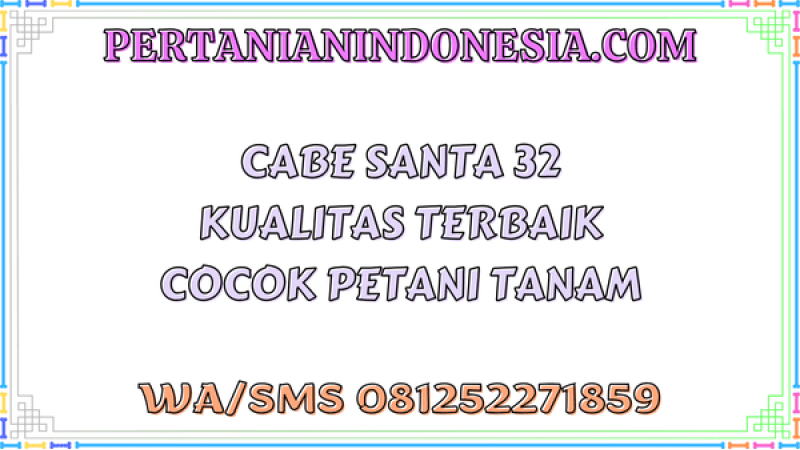 Cabe Santa 32 Kualitas Terbaik Cocok Petani Tanam