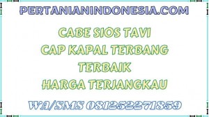 Cabe Sios Tavi Cap Kapal Terbang Terbaik Harga Terjangkau