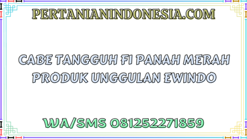 Cabe Tangguh F1 Panah Merah Produk Unggulan Ewindo
