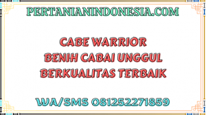 Cabe Warrior Benih Cabai Unggul Berkualitas Terbaik