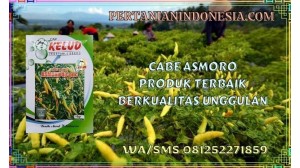 Cabe Asmoro Produk Terbaik Berkualitas Unggulan