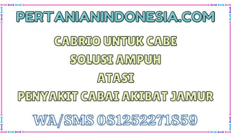 Cabrio Untuk Cabe Solusi Ampuh Atasi Penyakit Cabai Akibat Jamur