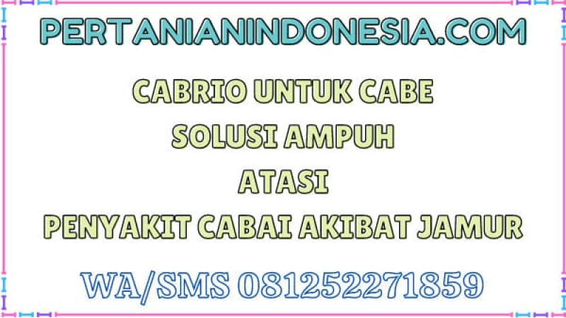 Cabrio Untuk Cabe Solusi Ampuh Atasi Penyakit Cabai Akibat Jamur