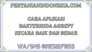 Cara Aplikasi Bakterisida Agrept Secara Baik Dan Benar