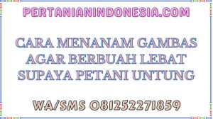 Cara Menanam Gambas Agar Berbuah Lebat Supaya Petani Untung