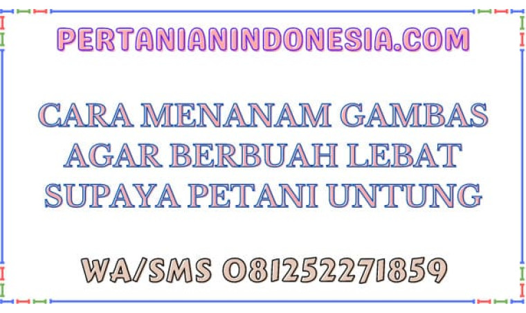 Cara Menanam Gambas Agar Berbuah Lebat Supaya Petani Untung