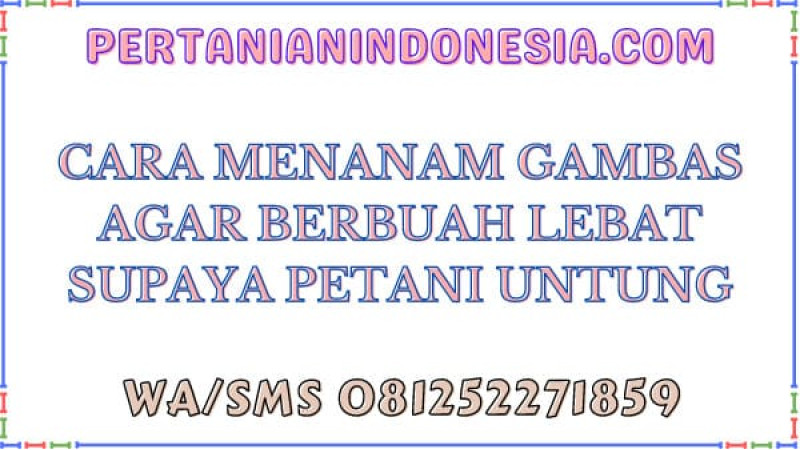 Cara Menanam Gambas Agar Berbuah Lebat Supaya Petani Untung