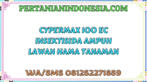 Cypermax 100 EC Insektisida Ampuh Lawan Hama Tanaman