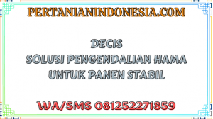 Decis Solusi Pengendalian Hama Untuk Panen Stabil