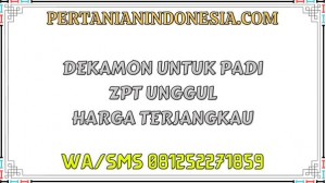﻿Dekamon Untuk Padi ZPT Unggul Harga Terjangkau