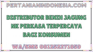 Distributor Benih Jagung NK Perkasa Terpercaya Bagi Konsumen