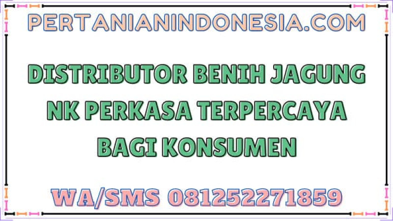 Distributor Benih Jagung NK Perkasa Terpercaya Bagi Konsumen
