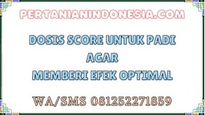 Dosis Score Untuk Padi Agar Memberi Efek Optimal