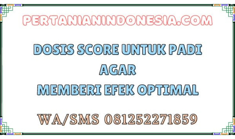 Dosis Score Untuk Padi Agar Memberi Efek Optimal