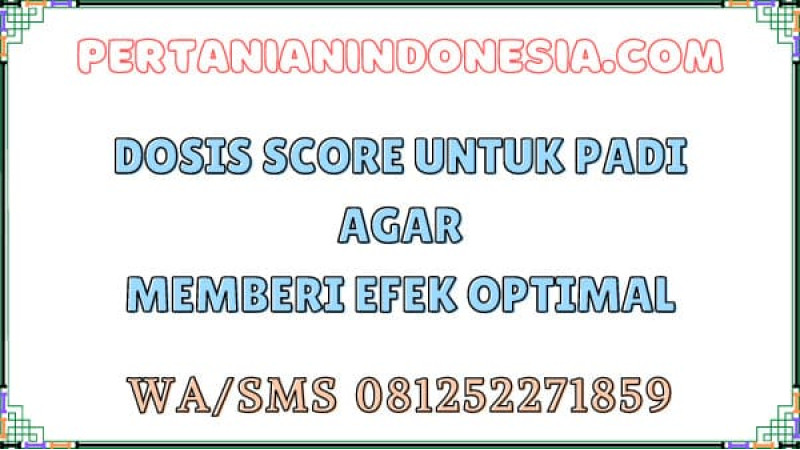 Dosis Score Untuk Padi Agar Memberi Efek Optimal