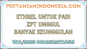 Ethrel Untuk Padi ZPT Unggul Banyak Keunggulan