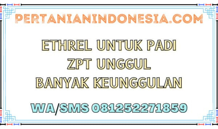 Ethrel Untuk Padi ZPT Unggul Banyak Keunggulan