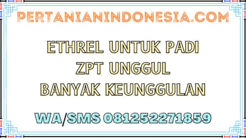 Ethrel Untuk Padi ZPT Unggul Banyak Keunggulan