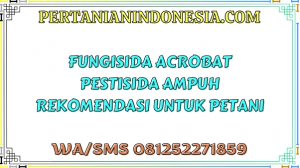 Fungisida Acrobat Pestisida Ampuh Rekomendasi Untuk Petani