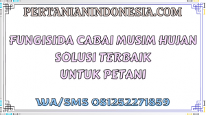 Fungisida Cabai Musim Hujan Solusi Terbaik Untuk Petani