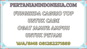 Fungisida Cabrio Top Untuk Cabe Obat Jamur Ampuh Untuk Petani