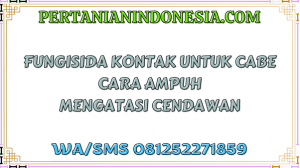 Fungisida Kontak Untuk Cabe Cara Ampuh Mengatasi Cendawan