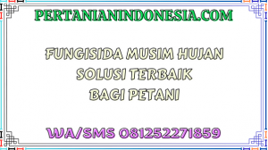 Fungisida Musim Hujan Solusi Terbaik Bagi Petani