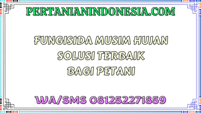 Fungisida Musim Hujan Solusi Terbaik Bagi Petani