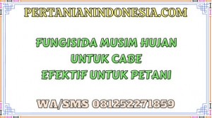 Fungisida Musim Hujan Untuk Cabe Solusi Efektif Untuk Petani