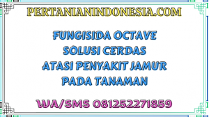 Fungisida Octave Solusi Cerdas Atasi Penyakit Jamur Pada Tanaman
