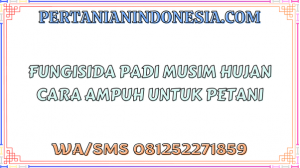 Fungisida Padi Musim Hujan Cara Ampuh Untuk Petani