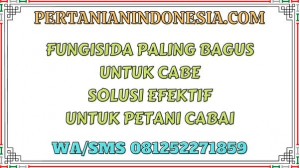 Fungisida Paling Bagus Untuk Cabe Solusi Efektif Untuk Petani Cabai