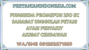 Fungisida Promefon 250 EC Sahabat Unggulan Petani Atasi Penyakit Akibat Cendawan