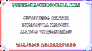 Fungisida Recor Fungisida Unggul Harga Terjangkau