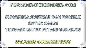 Fungisida Sistemik Dan Kontak Untuk Cabai Terbaik Untuk Petani Gunakan